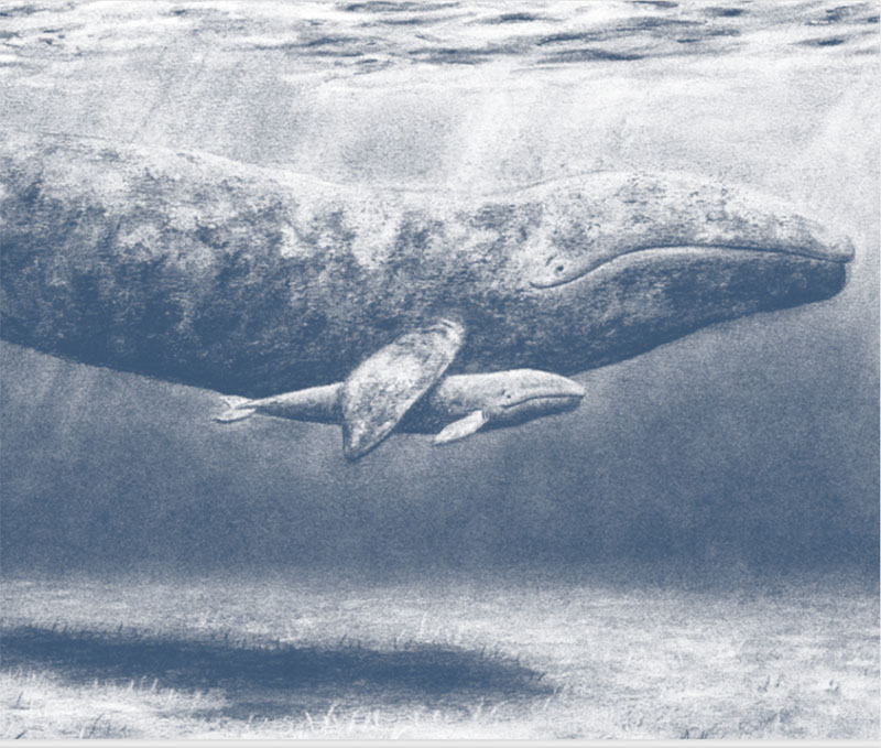 Mamma balena e piccola balena
